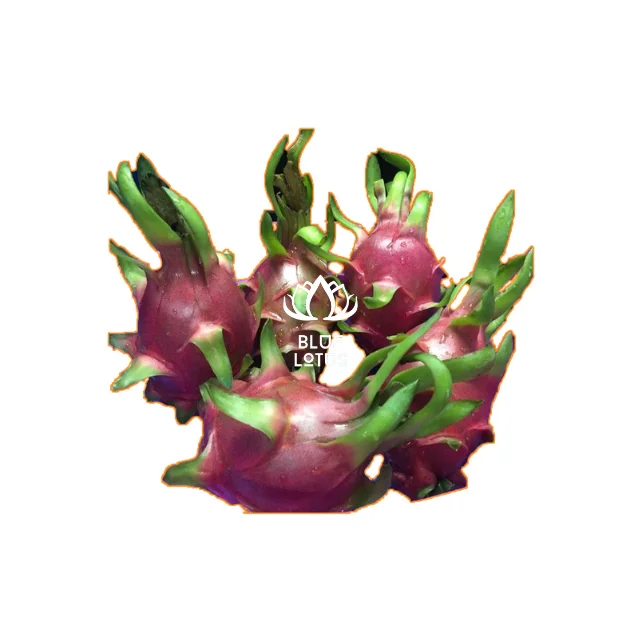 Best  Price Dragon Fruit From Viet Nam With High Quality