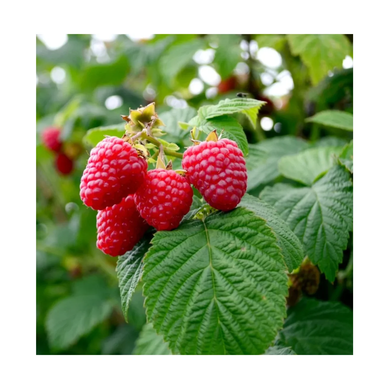Frozen Raspberries I fresh Raspberries I Raspberries organic
