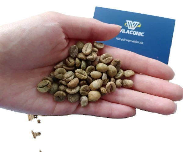 Vilaconic new crop Robusta coffee bean green from Vietnam, Whatsapp:+84398885178 Jenny Doan