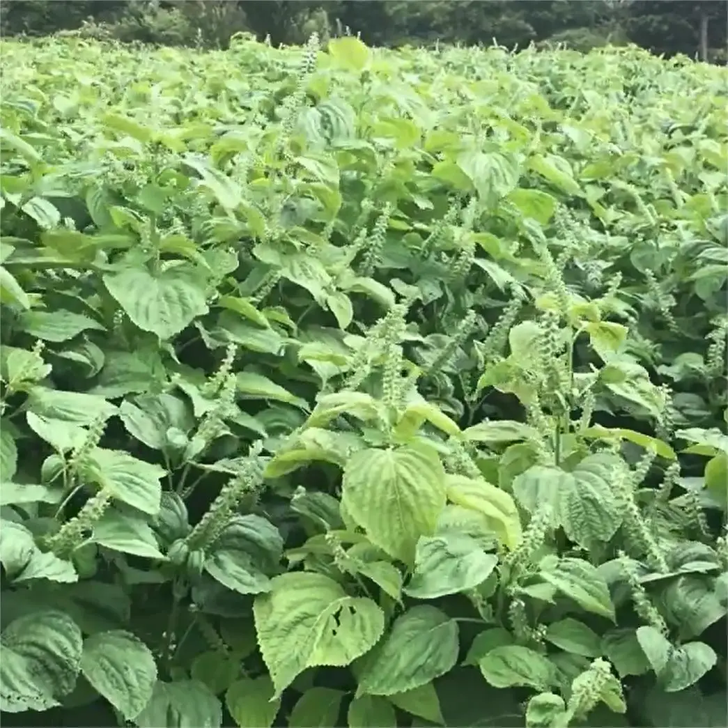 HL Cold  Pressed Essential Oils Bulk Supplier, 1Kg Sweet Perilla ( Perilla frutescens ) Seed Carrier Oil Organic For Skin Hair