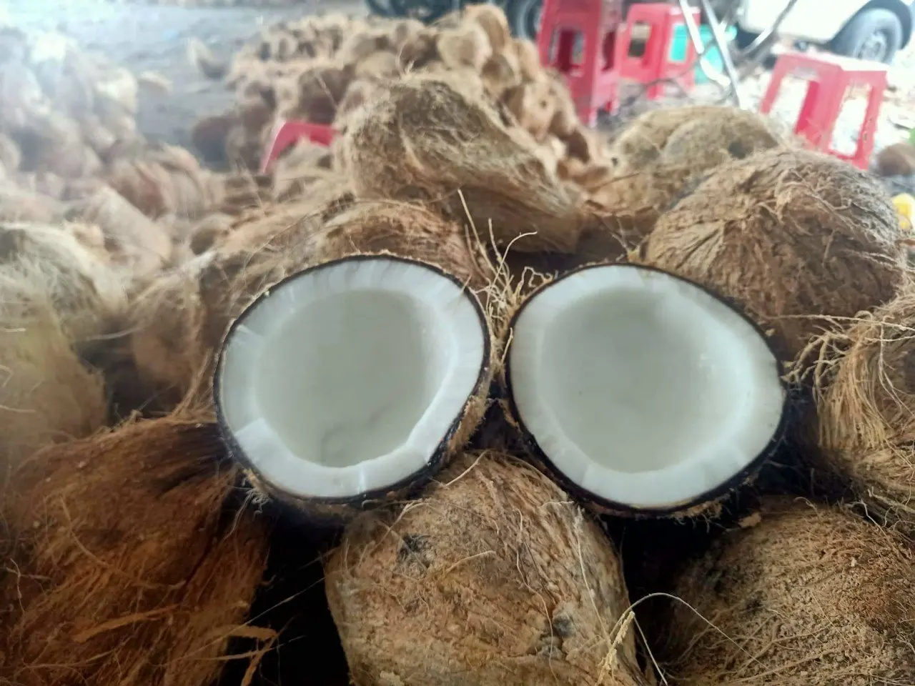 Vietnamese fresh coconut old coconut used for drinking or processing dishes carton or bag coconut