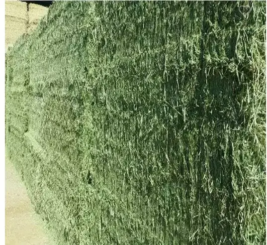 Buy Organic Alfalfa Grass for animal 2022