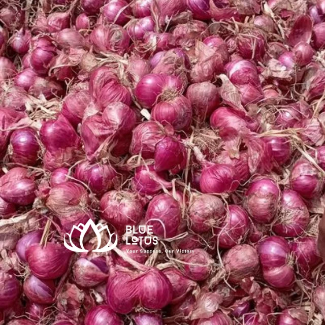 RED ONION VEGETABLES FROM VIETNAM Red Crop Time Newest High Quality Top Selling 2023 Ms Heidi +84 961066080