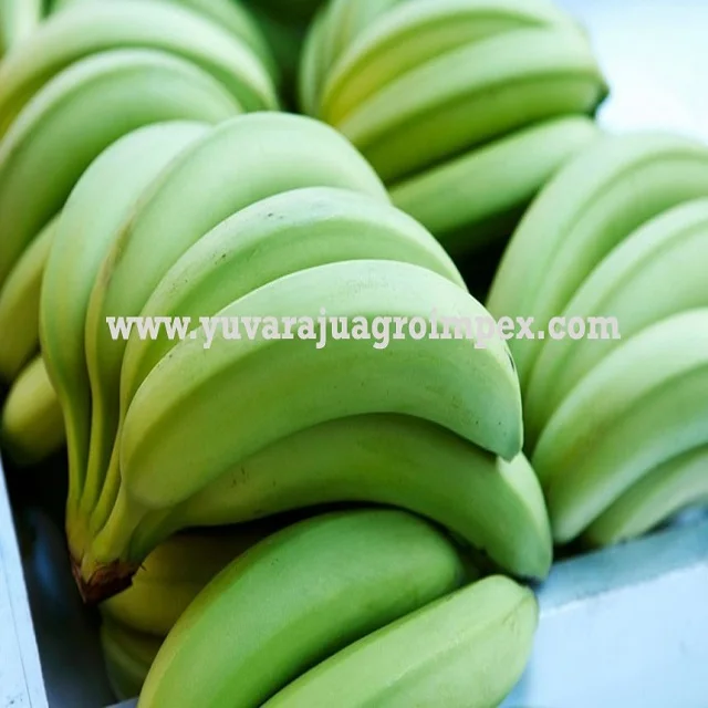 Export High quality popular fruit of Musa acuminata Cavendish Banana Exports in India to Motaf Lavan Iki Island Ishigaki