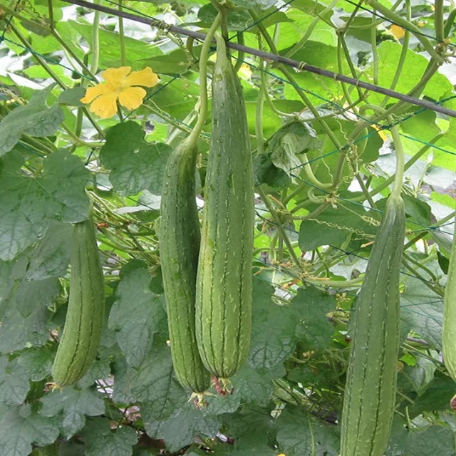 High Quality Luffa Aegyptiaca / Sponege Gourd Vegetable Soup Origin Viet Nam
