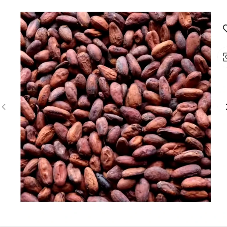 Hot selling Dried Raw Cacao Fermented Cocoa Beans Cocoa Beans Ariba Cacao beans for sale