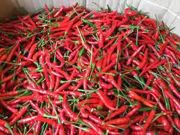 High Quality Bulk FRESH & FRONZEN RED SPICY CHILI from VIETNAM - Wholesale Price with Free Tax Hot Offer!