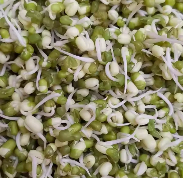 OEM ODM Mung Beans Custom Small To Medium Round green mung beans 2024 Wholesale peeled mung bean