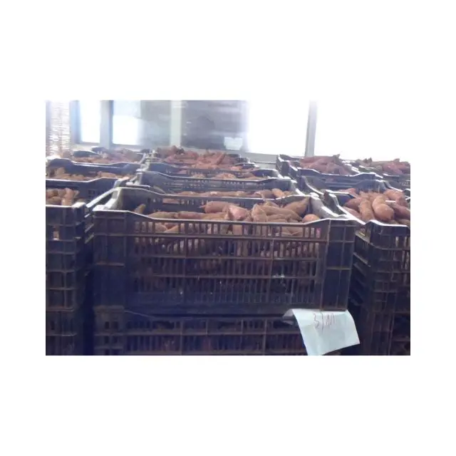 Новый Урожай сладкого картофеля, оригинал из Вьетнама, быстрая доставка, низкая цена