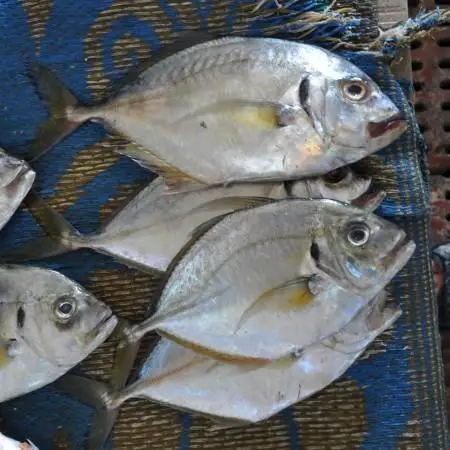 Fresh Frozen Trevally Fish weight upto 2000 grams medium in size available for sale