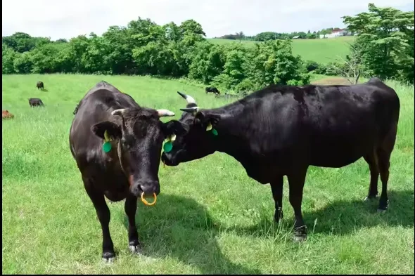 Вырезка Wagyu класса A5 Премиум говядина BQF Buffallo