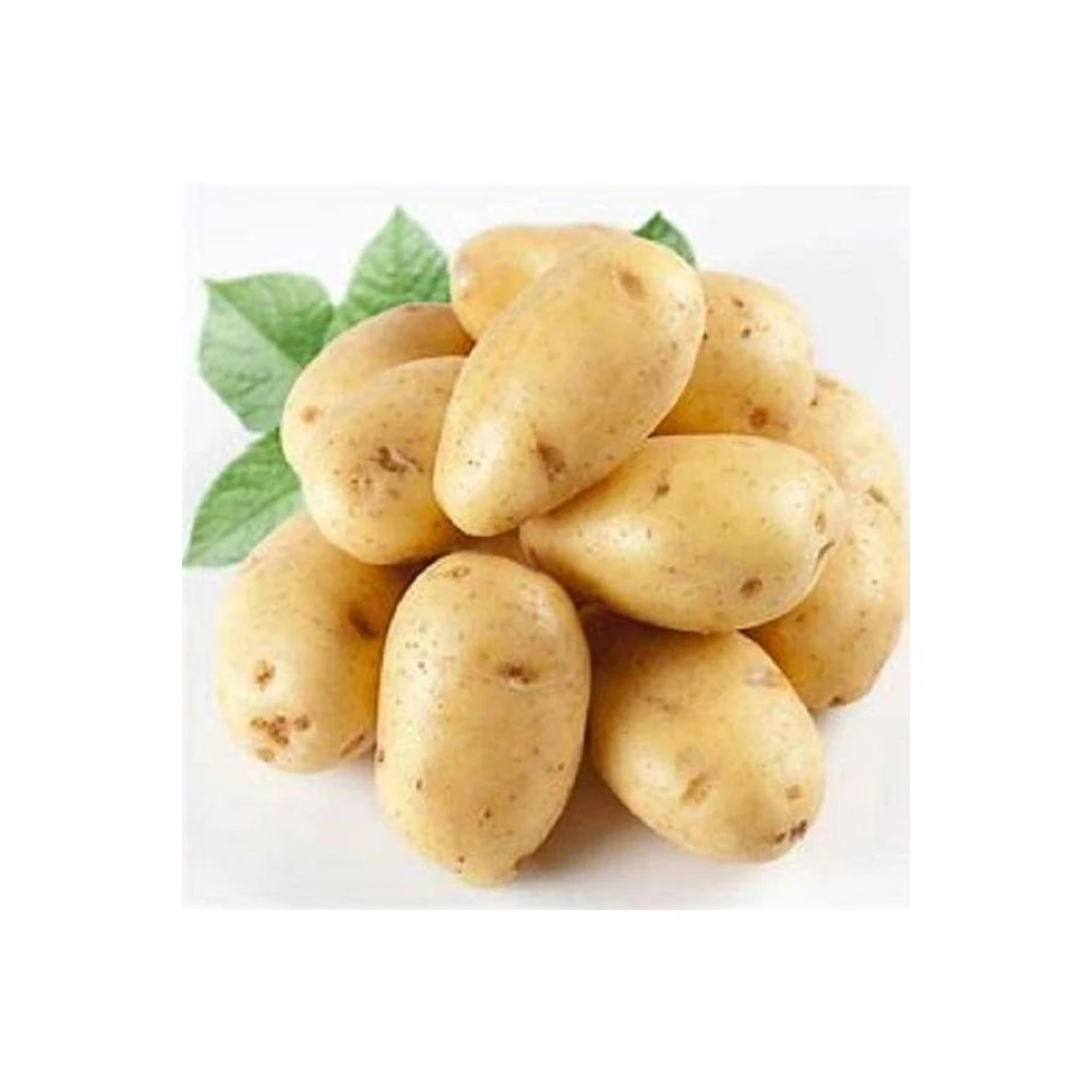 Organic Fresh Potatoes / High Quality 100% Yellow Long Style Color Best Quality Fresh Potato/Vegetable Potatoes Grade