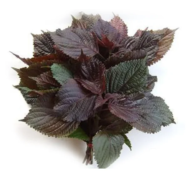 High Quality Perilla Powder Products Hot Selling Powder Extraction