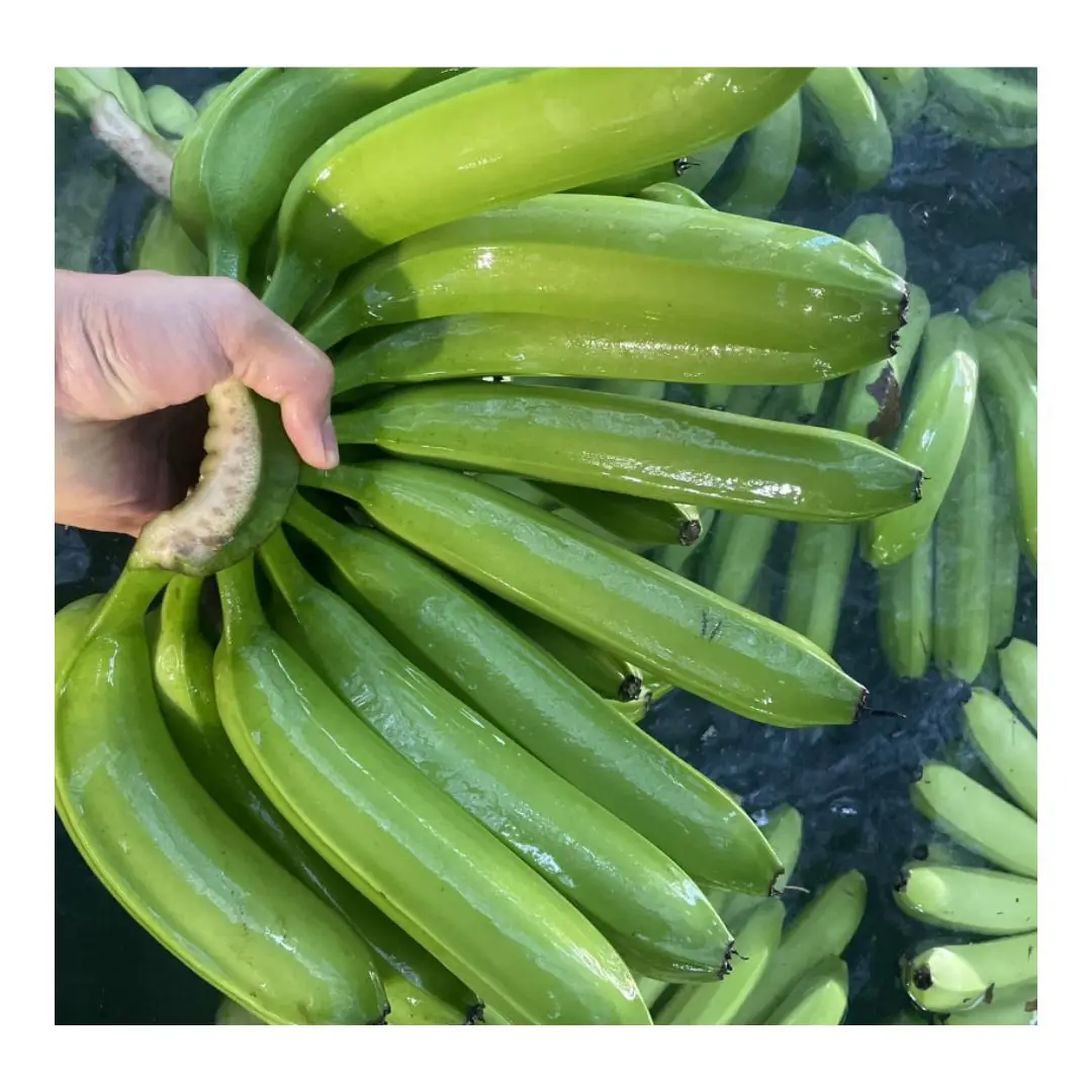 Wholesale Fresh Cavendish Banana Long Size Packed in Box Vietnam high quality Cavendish banana factory direct price free sample