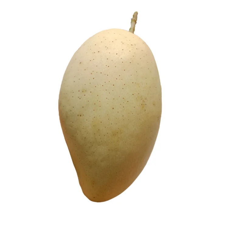 Vietnamese Cat Chu Mango Good For Healthy Fresh Export Purchase Organic Farm Carton Packaging Vietnam Trading