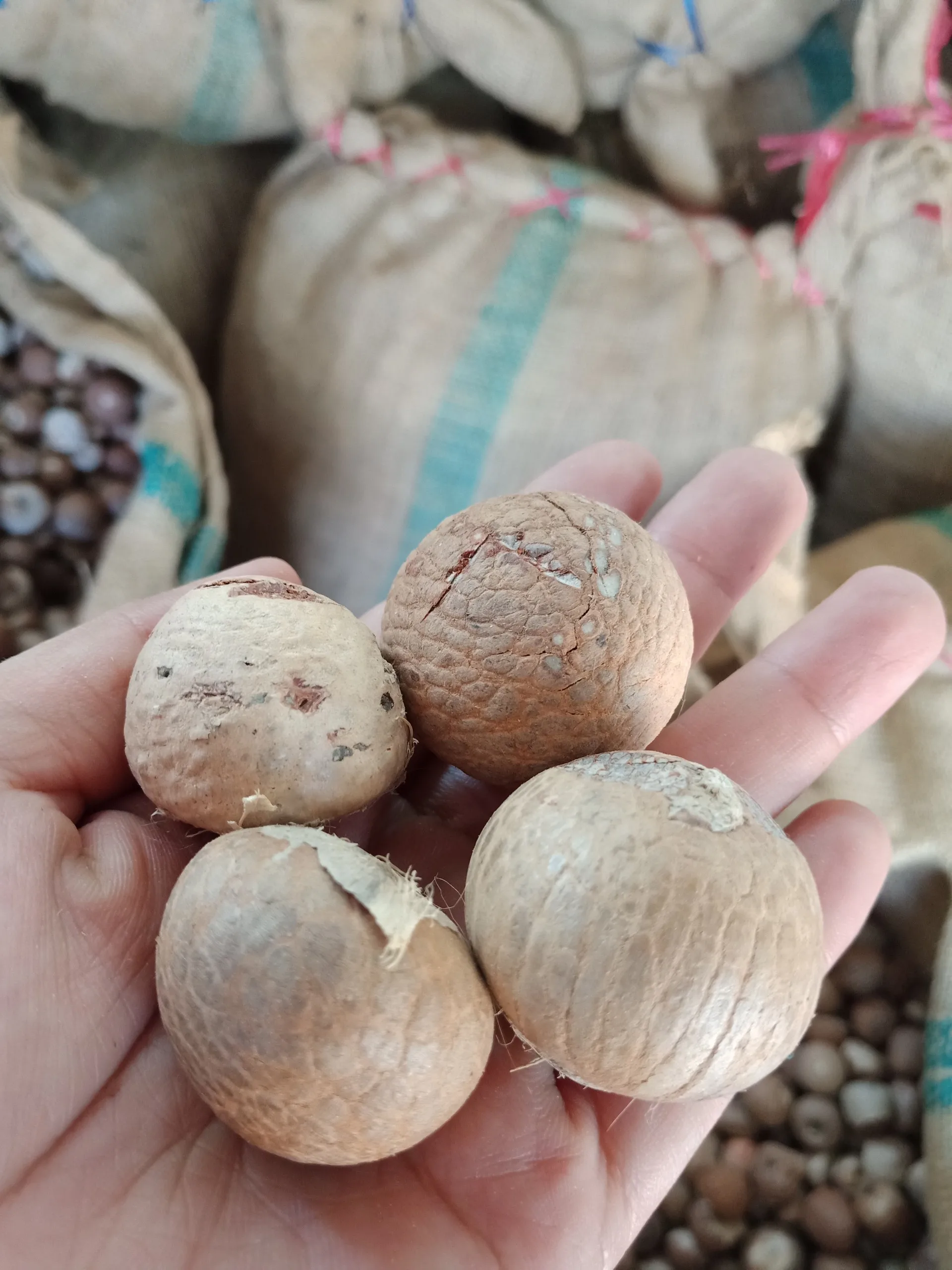 Премиум-качество BETEL NUT SUPARI вьетнамский