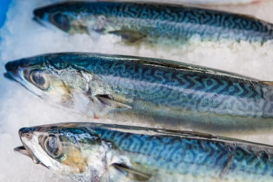 Top Premium Frozen Mackerel For Canned Food Mackerel Fish Bulk Hot Sale Seafood Frozen Whole Round Pacific Fish