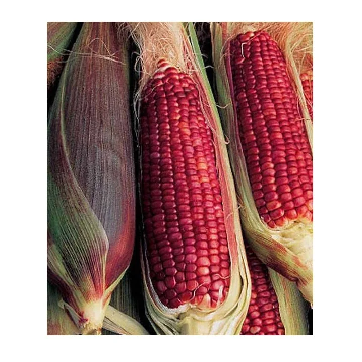 Хорошее качество, Лидер продаж, натуральная Органическая красная Кукуруза для оптовой покупки