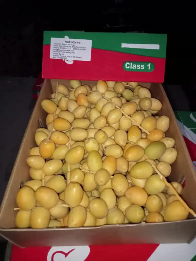 Fresh date ,Wholesale Price