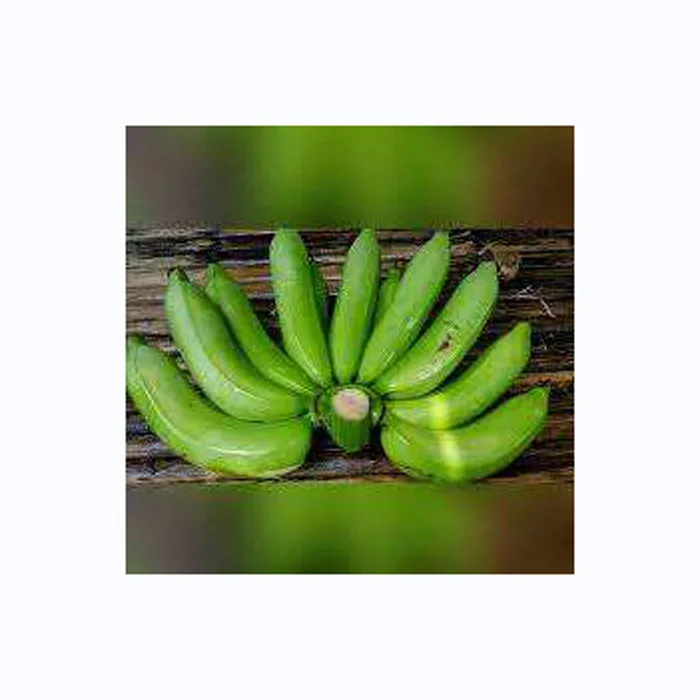 Organic Fresh Cavendish Bananas Deliciously Flavored Green Bananas in Bulk High Quality with Competitive Price