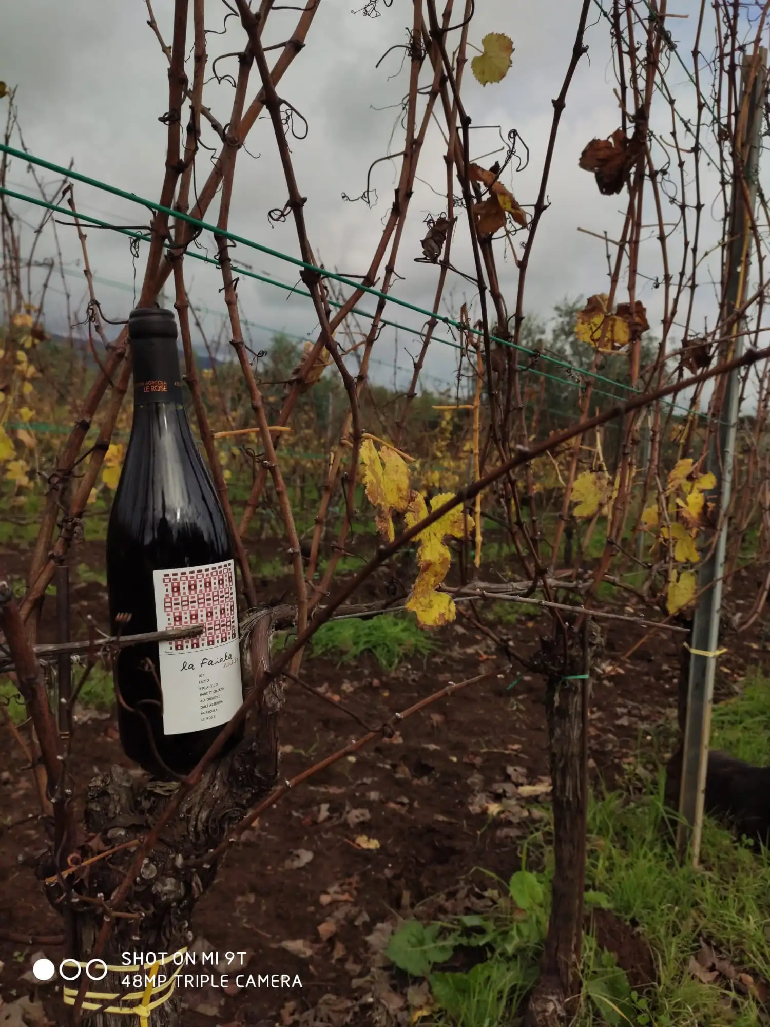 Italian Organic Cabernet Sauvignon and Cesanese Red Wine 75 Cl - Tre Armi Rosso for Dine