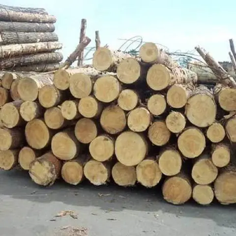 High quality Eucalyptus Logs plank square paulownia timber wood logs