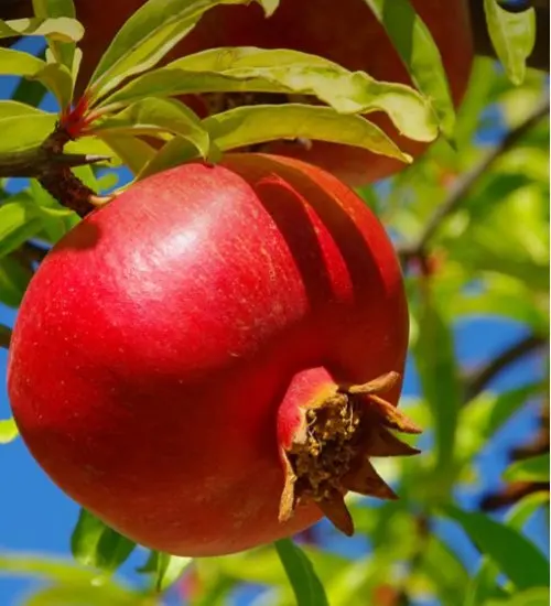 Big Pomegranate Premium Quality Fresh Pomegranate exported from India