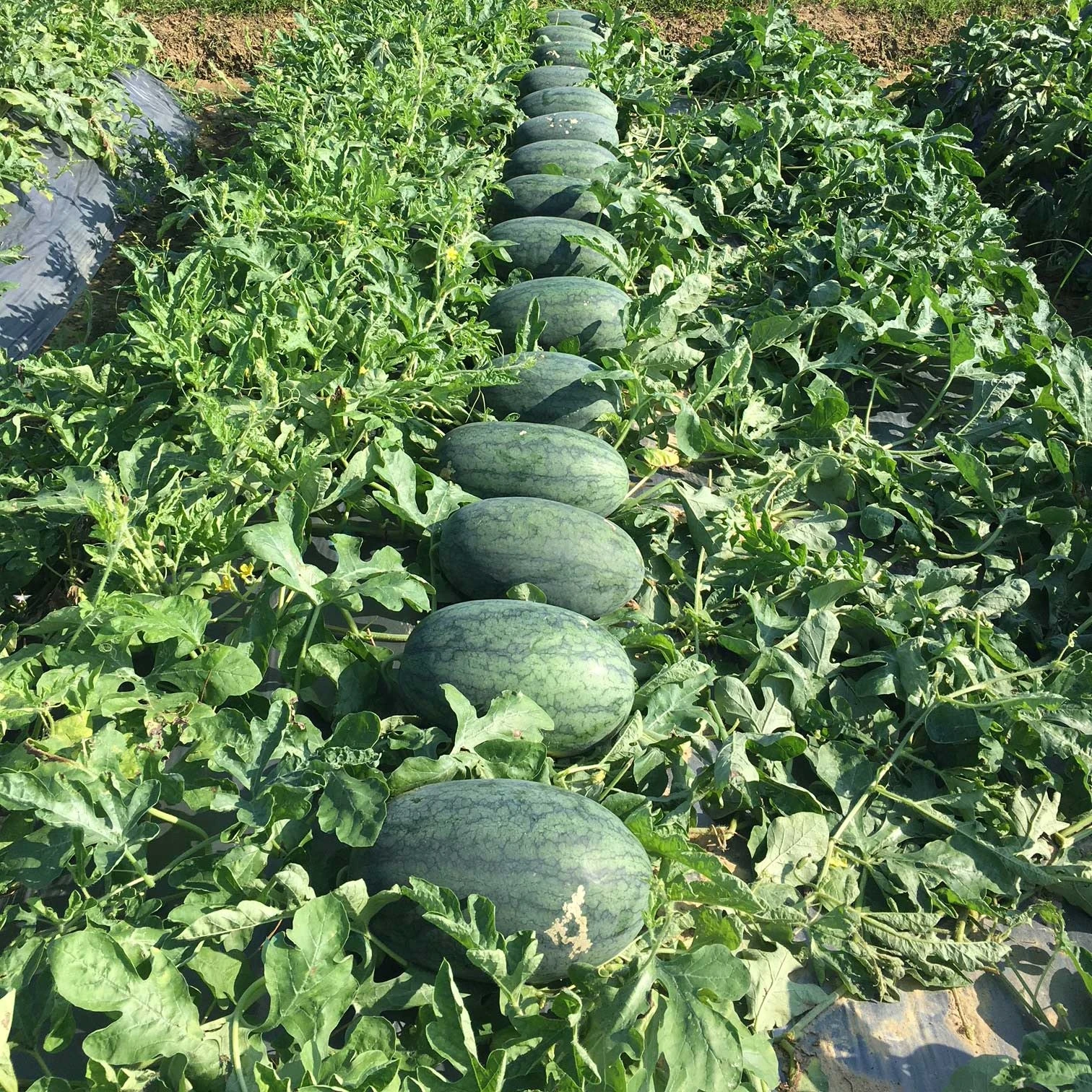 Замороженная арбузная пюре-высокое качество и конкурентоспособная цена из Вьетнама-фруктовая пюре-Лидер продаж в этом