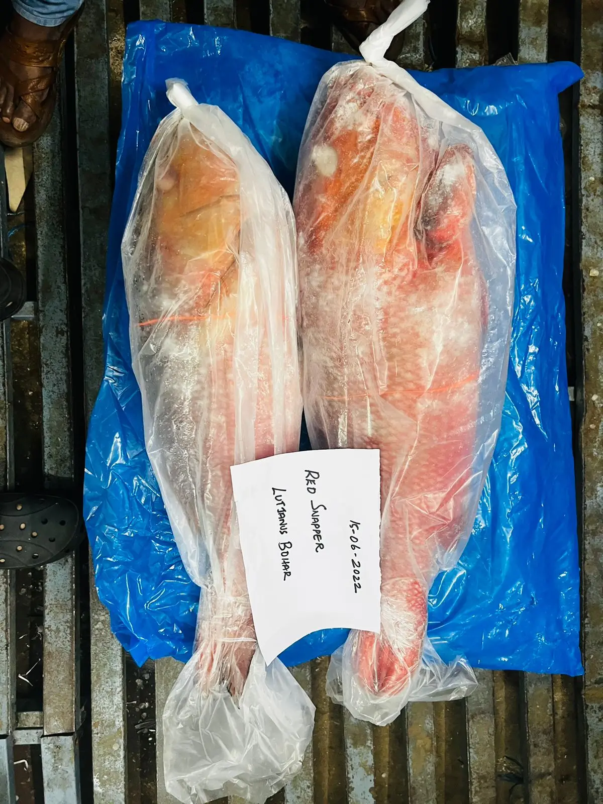 FROZEN RED SNAPPER FISH WHOLE