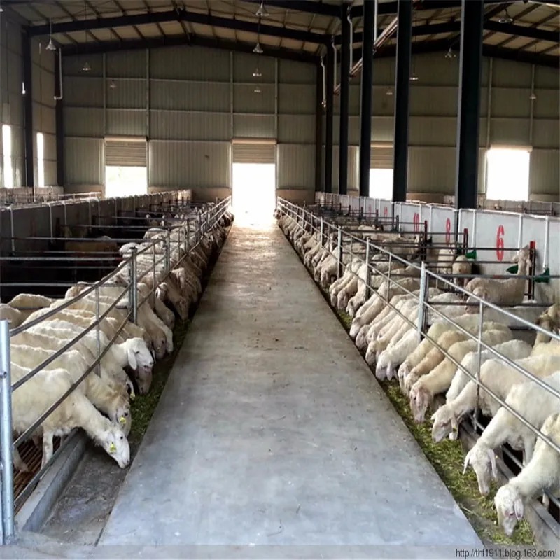 Prefabricated Poultry Shed FRP Plate Steel Structure Goat Sheep House Farms