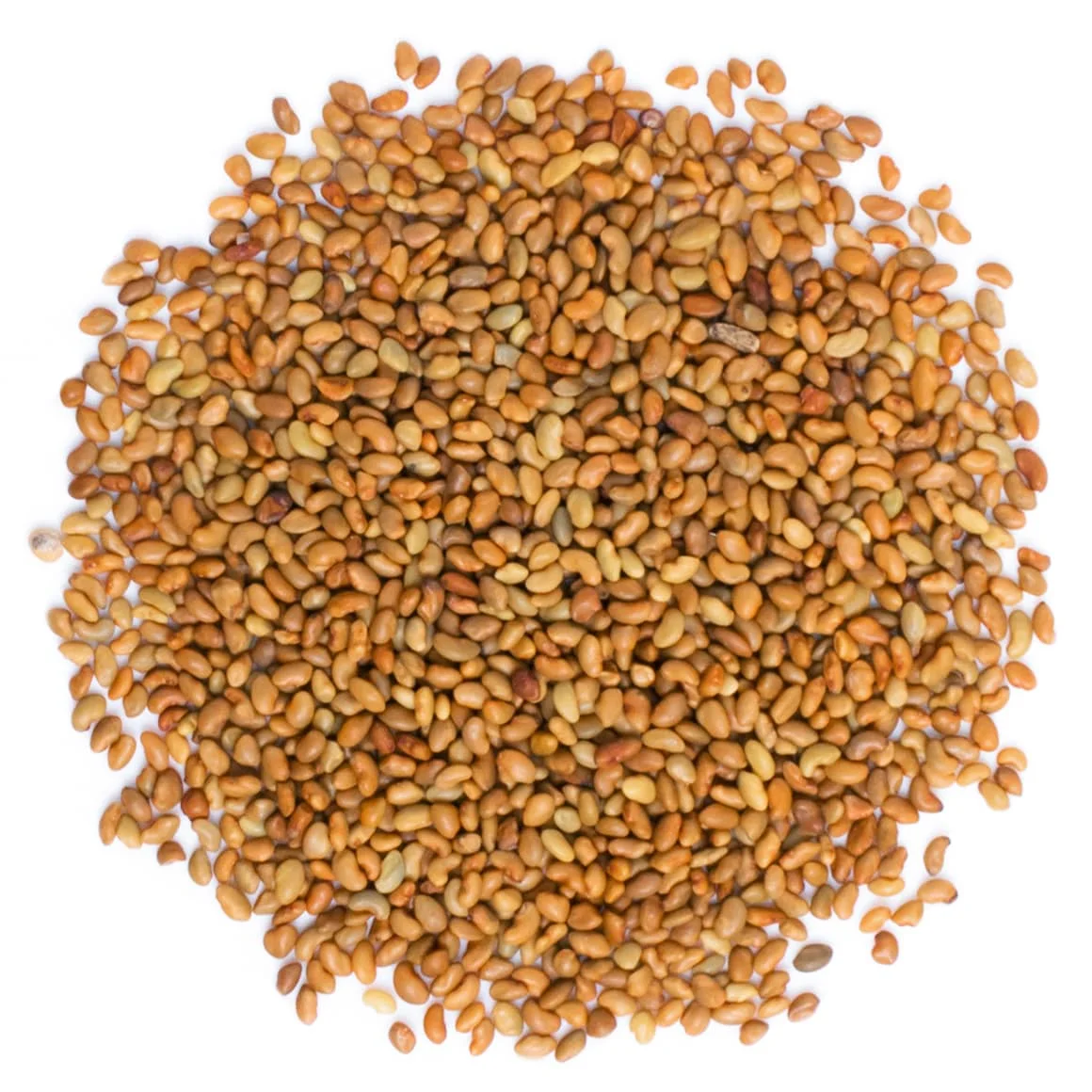 Origin Premium Quality Alfalfa Seed - Medicago Sativa Seed - Alfafa Hay Animal Feeding Alfa