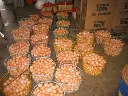 Fresh Chicken Eggs / Round Table Eggs