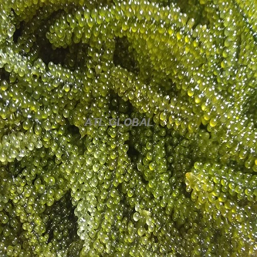 BEST PRICE DEHYDRATED SEA GRAPES HIGH QUALITY SEA GRAPES FROM ATL GLOBAL