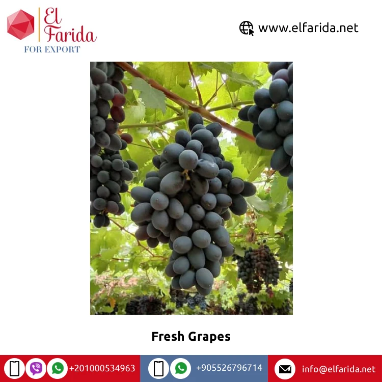Leading Exporter of Best Selling High Quality Season Grade Fruit Red Fresh Grapes at Direct Factory Price from Egypt