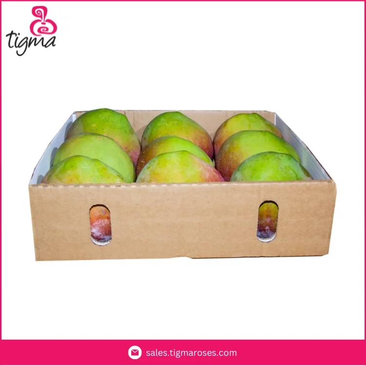 Ecuador Origin Dealer Selling Premium Quality Fresh Kent Mangoes for Wholesale Purchasers