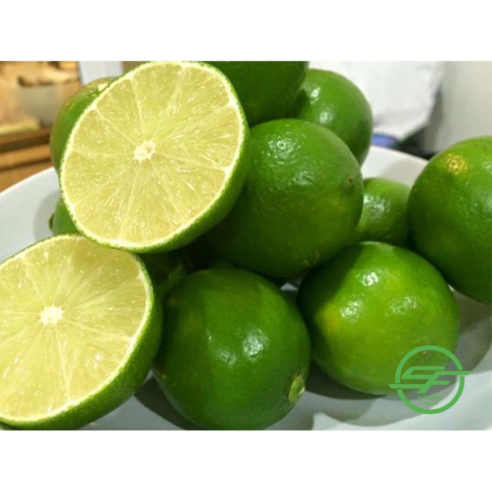 Fresh Seedless Lime Lemon | Vietnam Agricultural Export Products | Cheap Price for Buy in Bulk