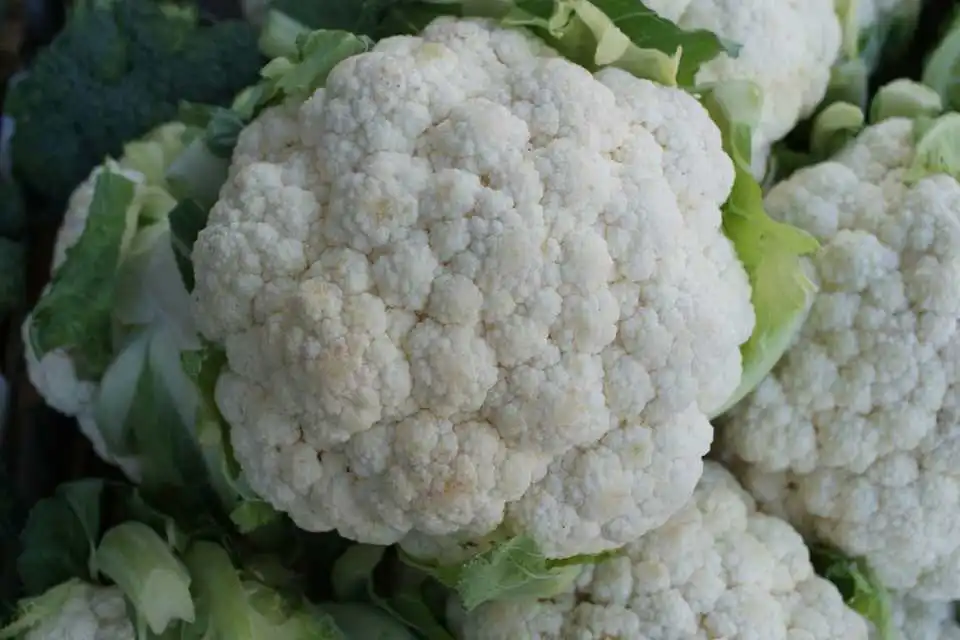 New harvest fresh cauliflower superior quality white cauliflower wholesale vegetables