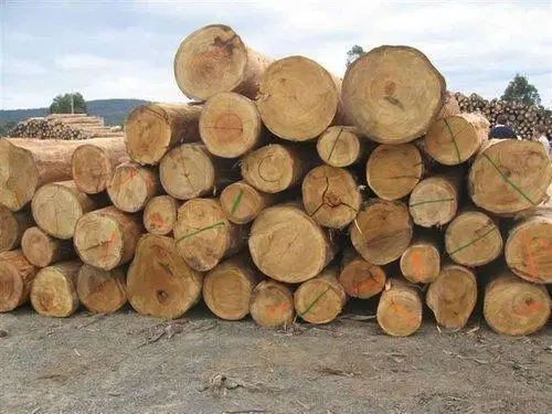 Высокое качество сосновый пиломатериал дерева древесины