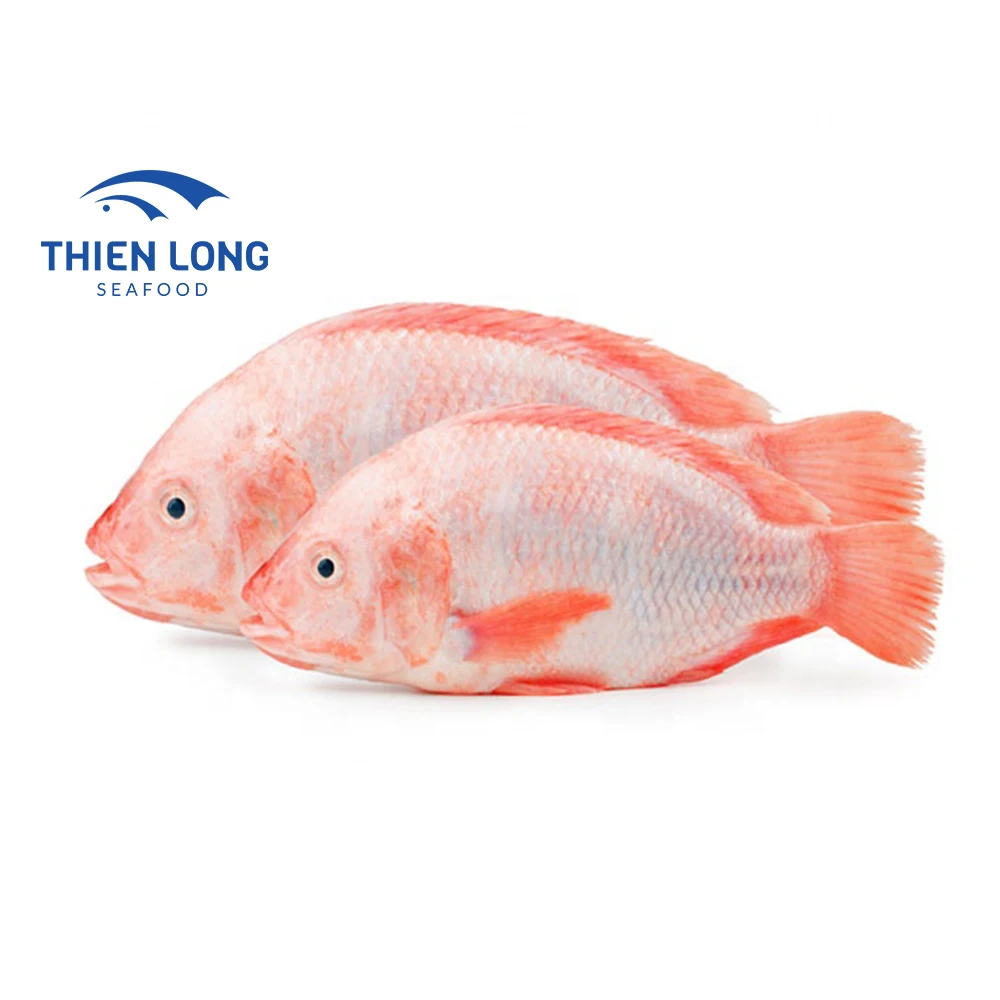 Frozen Whole Round Red Tilapia Fish For Export In Bulk