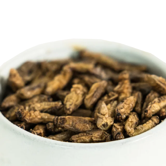 Premium Quality Whole Roasted Crickets 1000g. for the Future to Feed Next Generation Product of Thailand