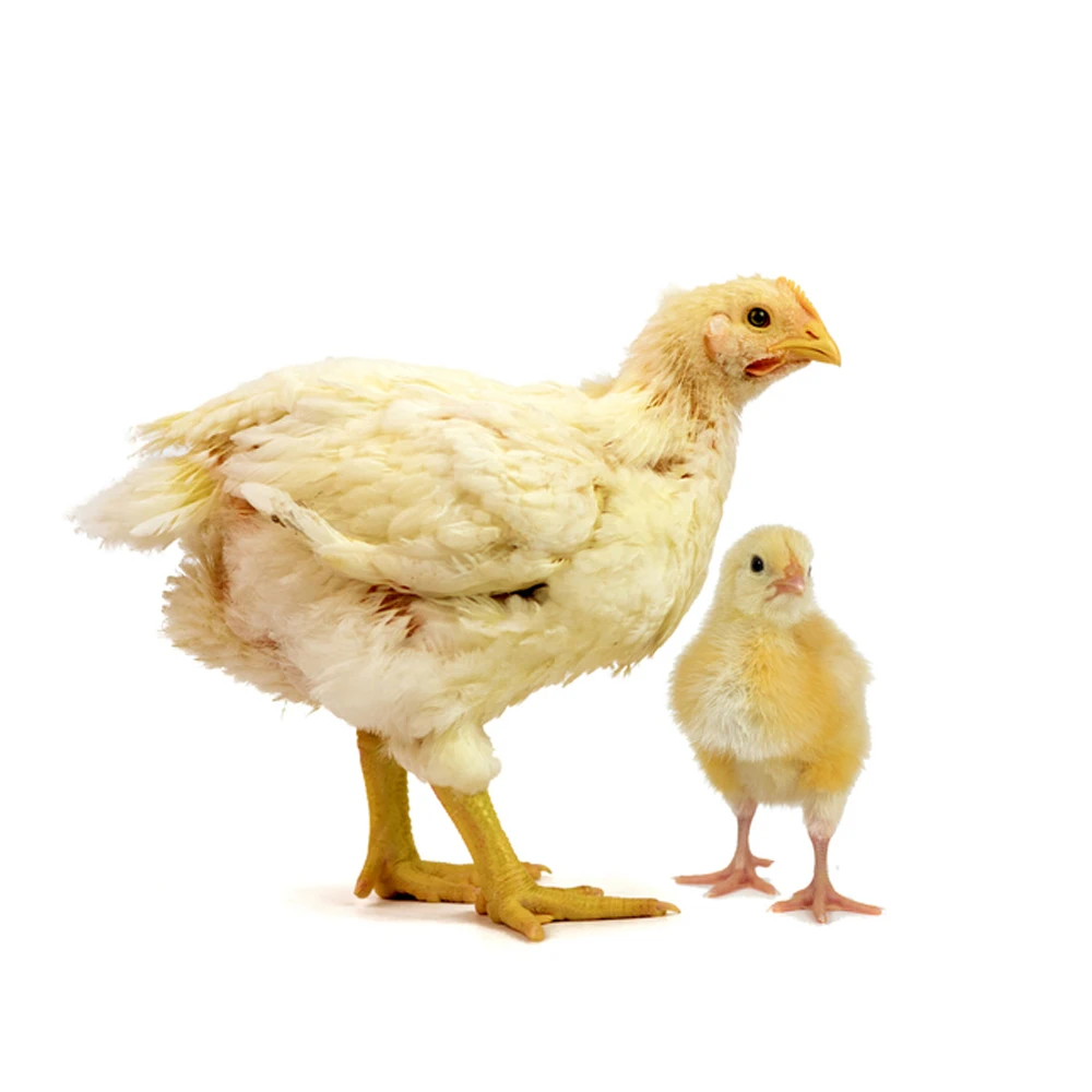 Hot Sale H Type Price Chicken Cage for Day Old Baby Chicks