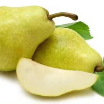 AVOCADO FRESH Premium Hass Avocados Rich Green Fresh Pears from Peru in Box Style Caliber Packing