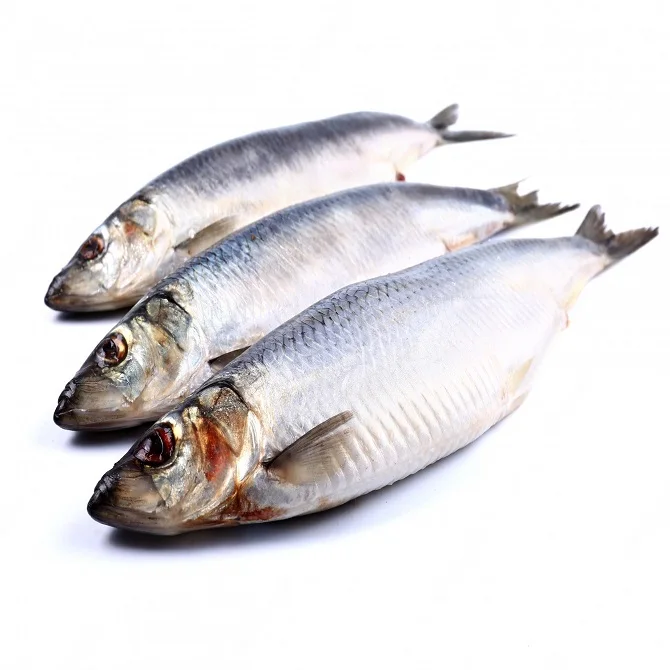 Сельдь для морепродуктов | Замороженная рыба-сельдь IQF
