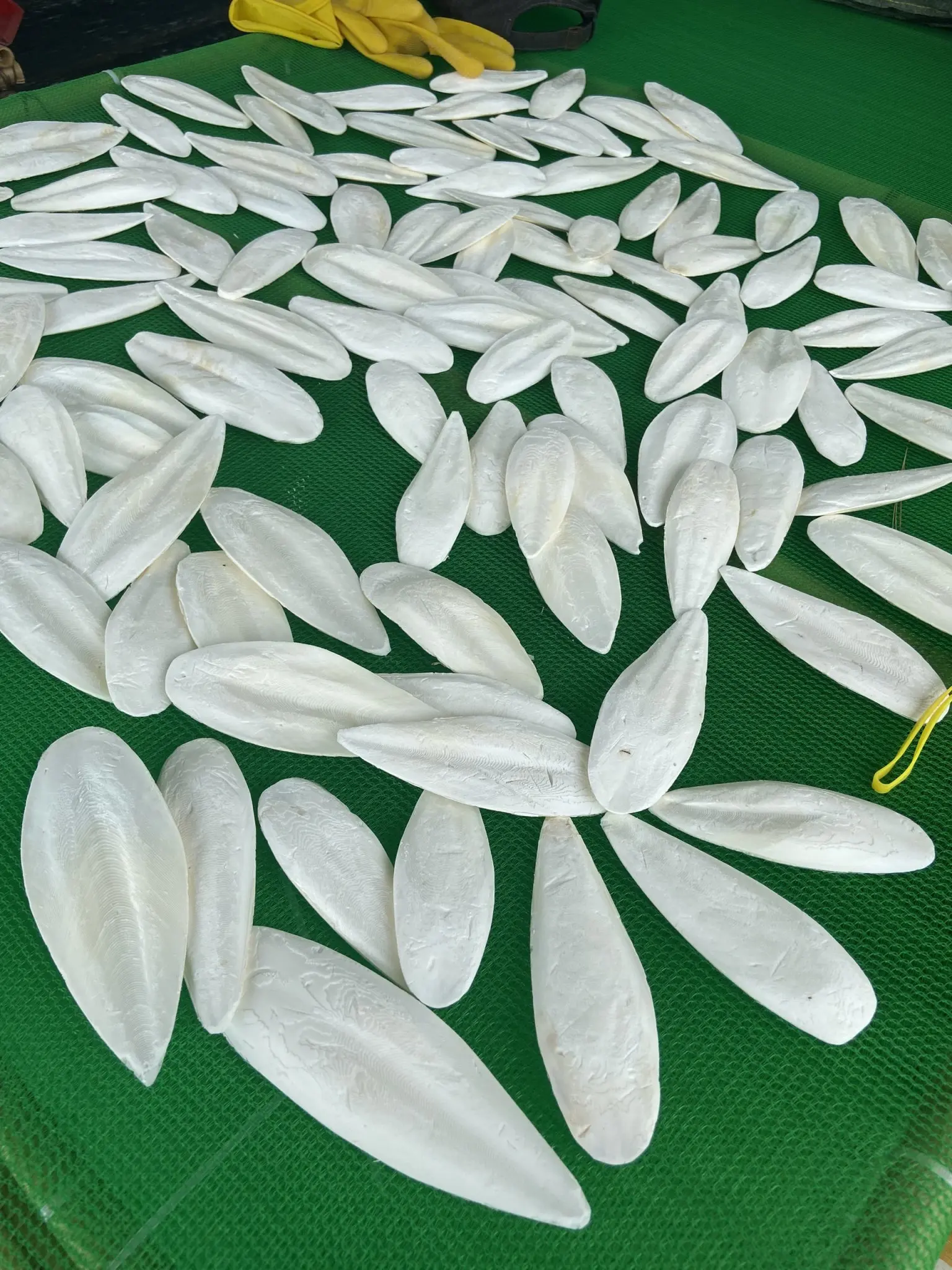 HIGH QUALITY VIETNAMESE PRODUCTS - GOOD PRICE- FOR ANIMAL FEED MADE FROM CUTTLEFISH BONE