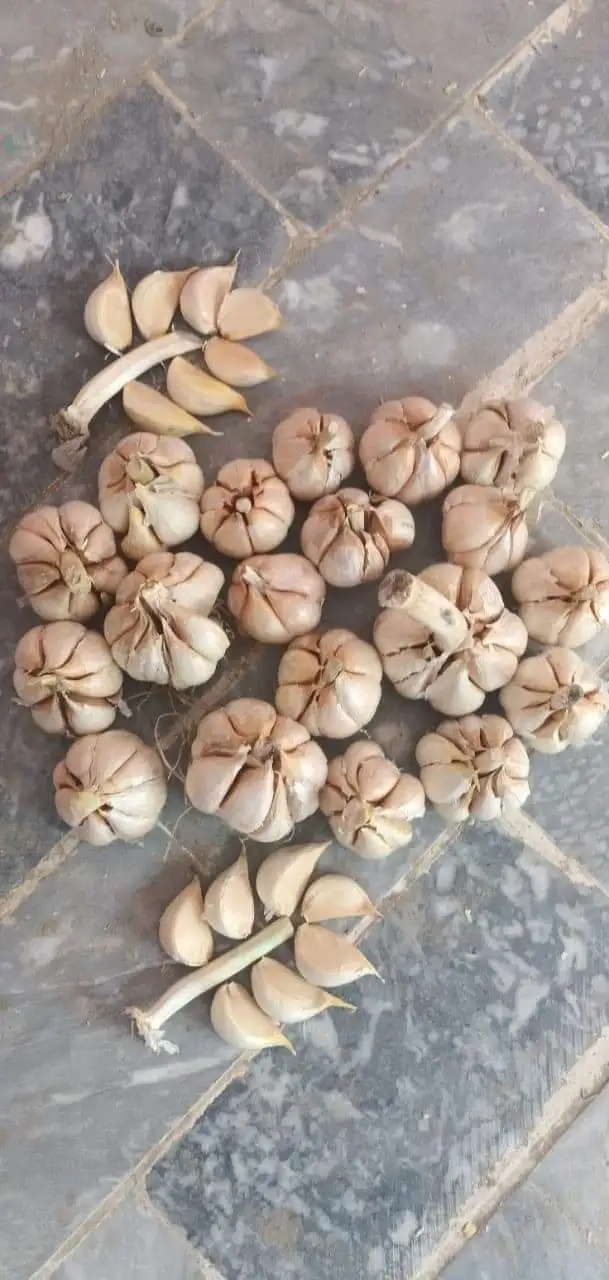 G1 Elephant Garlic / fresh garlic export in Tin packing