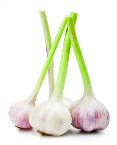 Fresh Green Garlic