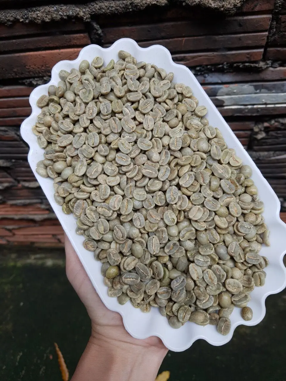 60kg Jute Bag Green Arabica Coffee Beans Sceen 16/18 From Best Coffee In Vietnam