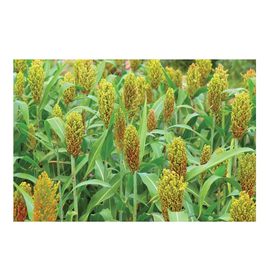 Bulk High Quality White Sorghum Prices