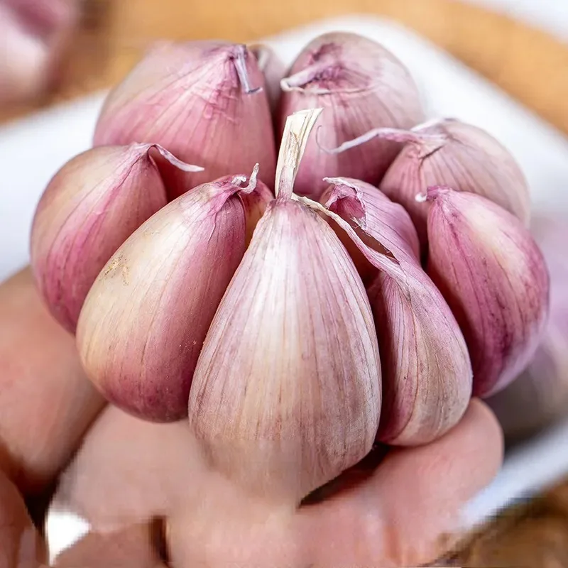 Wholesale Fresh Garlic Supplier | Red & White Garlic | Chinese Garlic Bulk