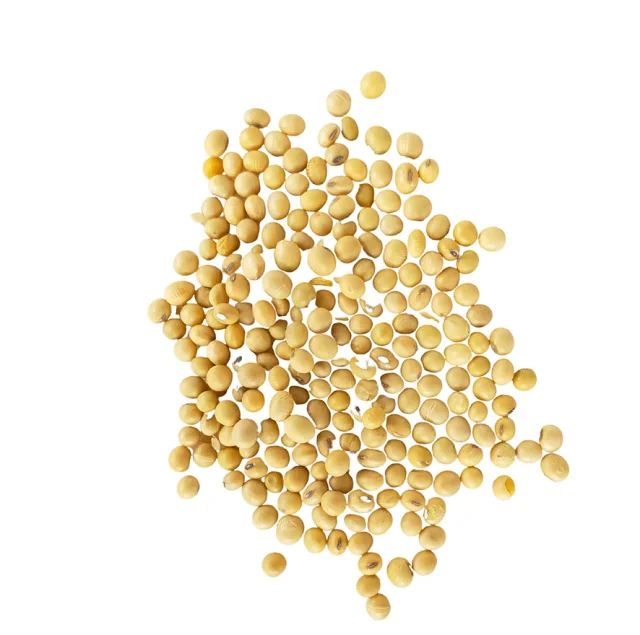 Sprouting and Food Grade Yellow Soybeans / Top Quality Dried Soya Beans Non - gmo Soybeans